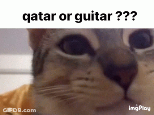 Cat With Text Qatar Or Guitar GIF