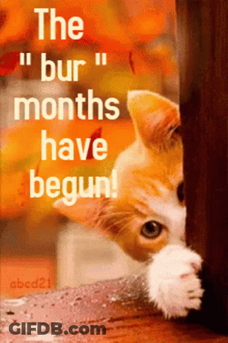 Cat With The Bur Months Have Begun GIF