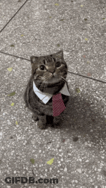 Cat With Tie And Collar Sitting GIF