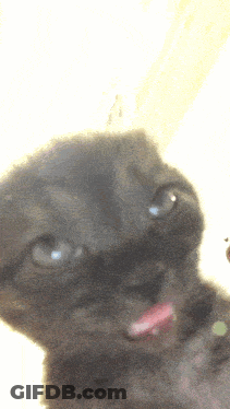 Cat With Tongue Hanging Out GIF