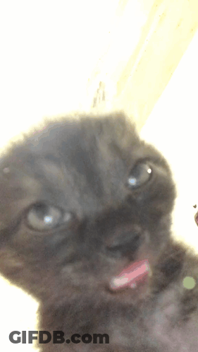 Cat With Tongue Hanging Out GIF