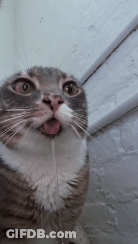 Cat With Tongue Hanging Out GIF