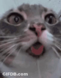 Cat With Tongue Out GIF
