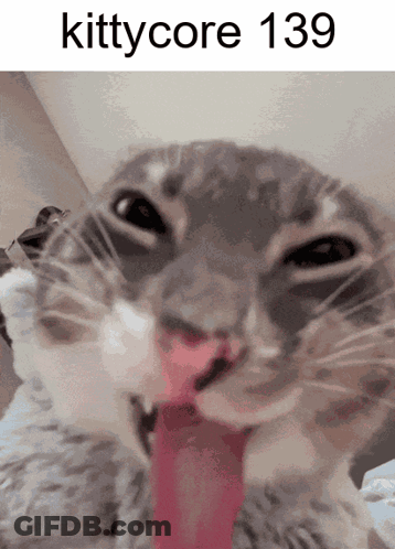 Cat With Tongue Out And Kittycore 139 GIF