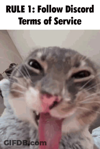 Cat With Tongue Out And Rule 1 Text GIF