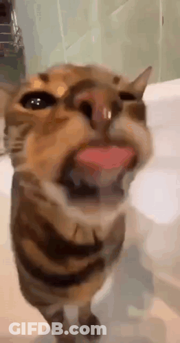 Cat With Tongue Out Close Up GIF