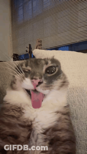 Cat With Tongue Out Lying On Couch GIF