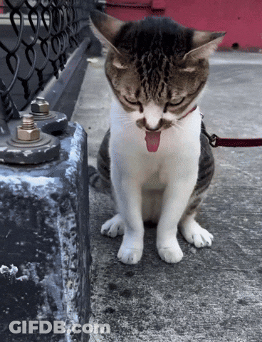 Cat With Tongue Out Sitting GIF