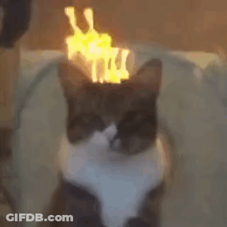 Cat With Torch On Head GIF