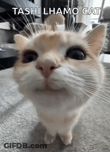 Cat With Toshi Lhamo Cat GIF