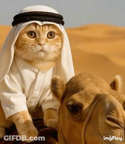 Cat With Towel On Head Saying Ashouuur GIF