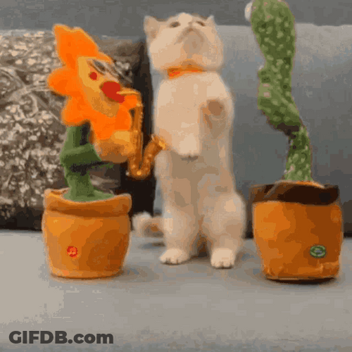 Cat With Toy Plants Dance GIF