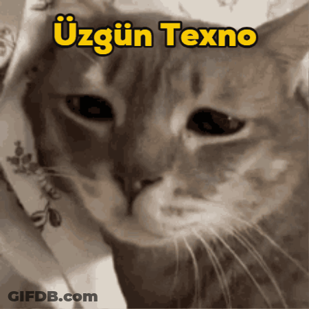 Cat With Uzgun Texno Text GIF