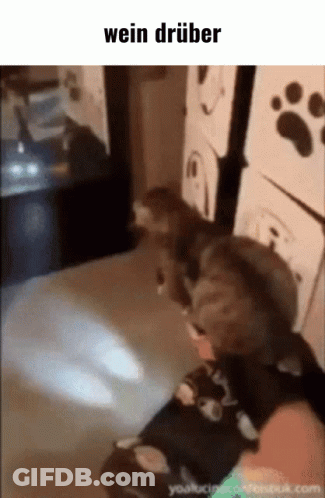 Cat With Wein Drüber Caption GIF