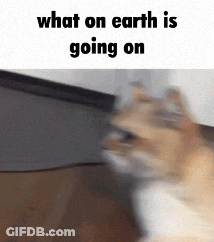 Cat With What On Earth Is Going On GIF