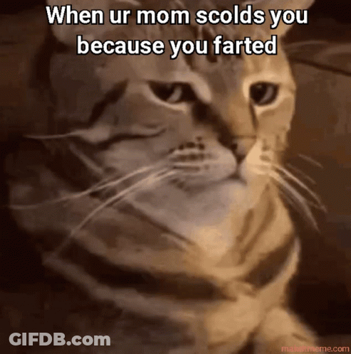 Cat With When Mom Scolds You Because You Farted GIF