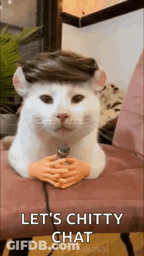 Cat With Wig Holding Microphone Saying Let's Chitty Chat GIF