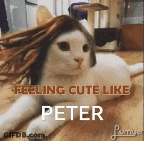 Cat With Wig Laying On Floor GIF