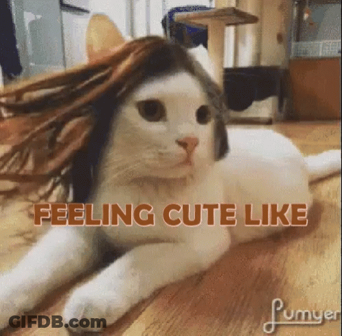 Cat With Wig Laying On Floor Saying Feeling Cute GIF