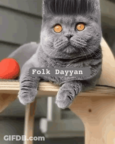Cat With Wig Lying On Wooden Table GIF