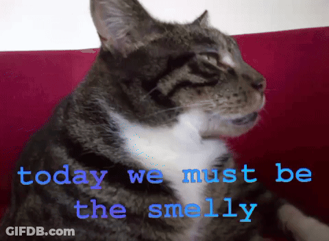 Cat With Words Today We Must Be The Smelly GIF