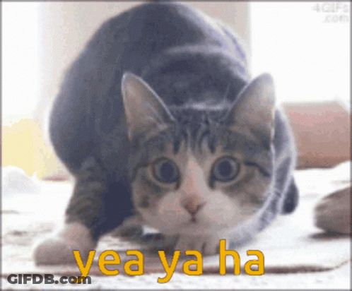 Cat With Yea Yaha Written In Yellow GIF