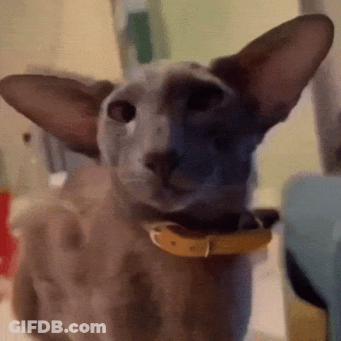 Cat With Yellow Collar Looking At Camera GIF