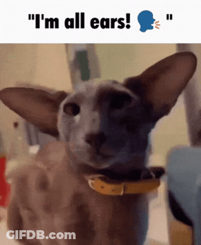 Cat With Yellow Collar Saying I'm All Ears GIF