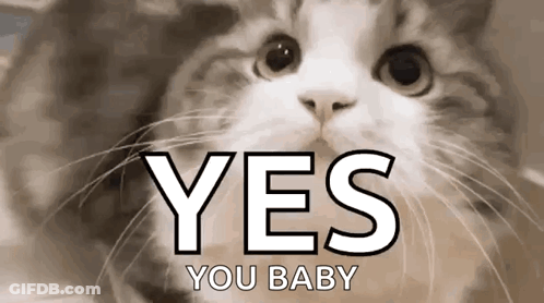 Cat With Yes You Baby Text GIF