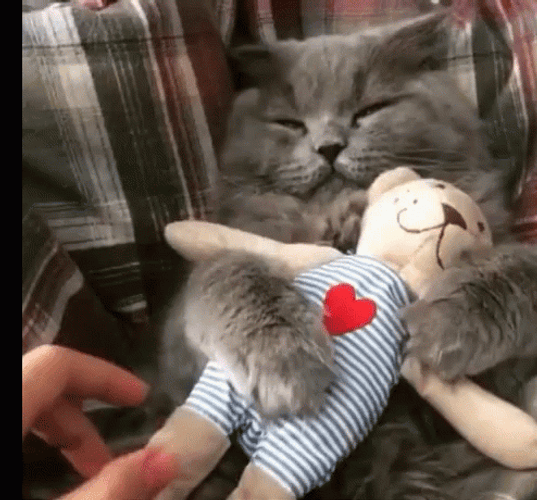 Cat Woken Up Hugging Teddy Bear Toy Funny Hug GIF