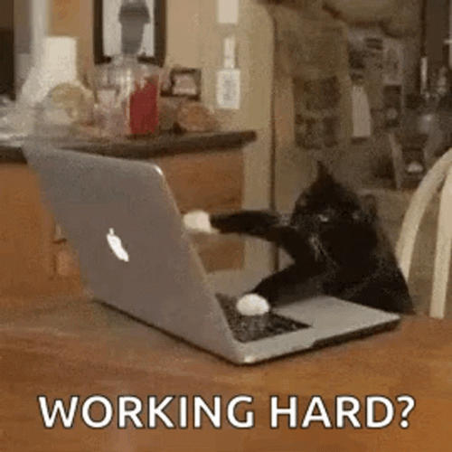 Cat Working Hard GIF
