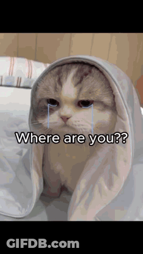 Cat Wrapped In Blanket Crying Where Are You GIF