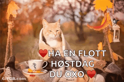 Cat Wrapped In Blanket Next To Coffee And Leaves GIF