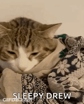 Cat Wrapped In Blanket Sleepy Drew GIF