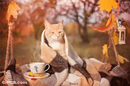 Cat Wrapped In Blanket With Coffee GIF