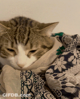 Cat Wrapped In Flower Pattern Scarf GIF