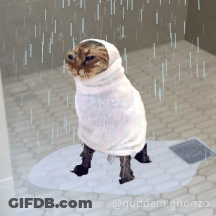 Cat Wrapped In Towel Goddam Ghonzo GIF