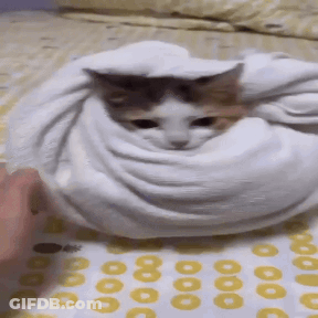 Cat Wrapped In White Towel On Bed GIF