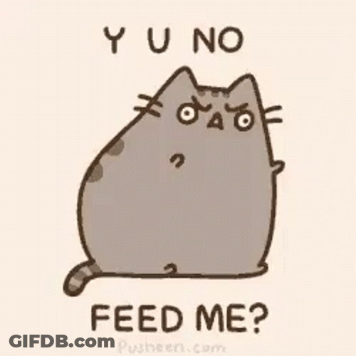 Cat Y U No Feed Me GIF
