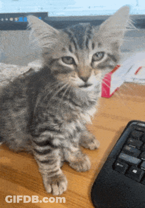 Cat Yawn Yawning Cat GIF