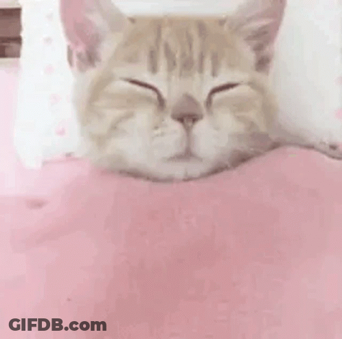 Cat Yawning In Bed With Pink Blanket And Pillow GIF