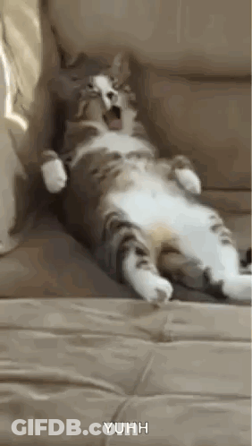 Cat Yawning On Couch GIF