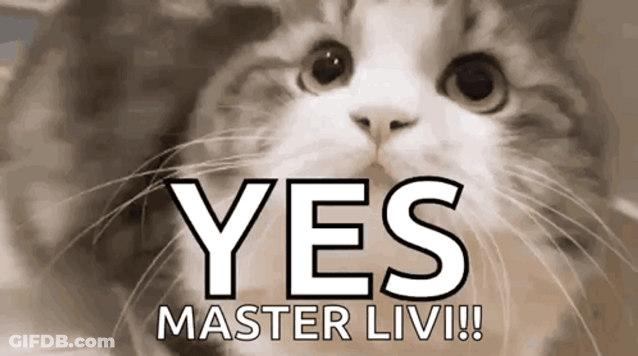 Cat Yes Master Liv GIF