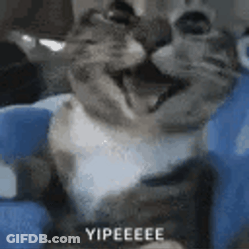 Cat Yipe Excited Meme GIF