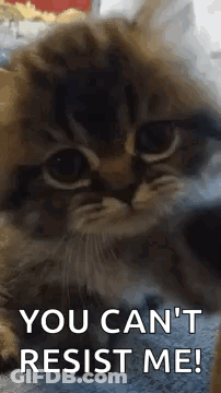 Cat You Can't Resist Me GIF