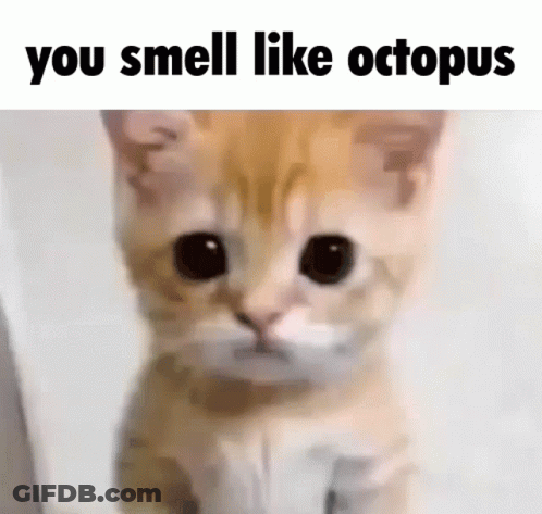 Cat You Smell Like Octopus GIF
