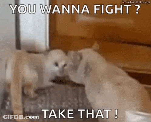 Cat You Wanna Fight GIF