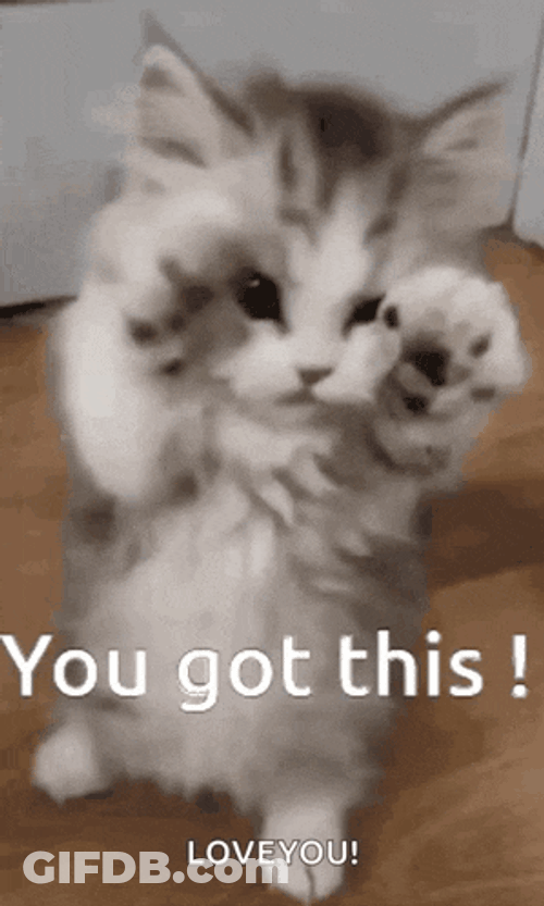 Cat Yougotthis GIF