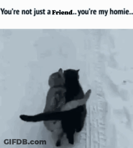 Cat Yuorki1 GIF