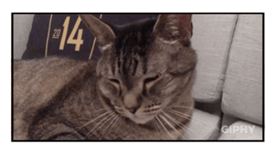Catch Me Outside How Bout That Exploring Cat GIF